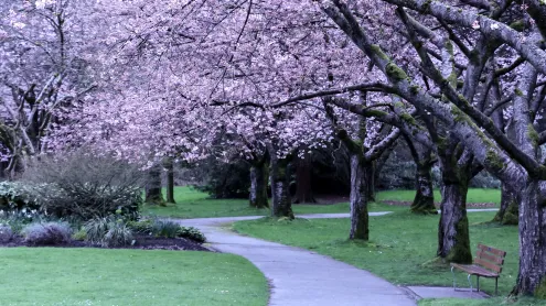 A canopy of cherry blossoms in Stanley Park, Vancouver (© WendyNordvikCarr/Getty Images)