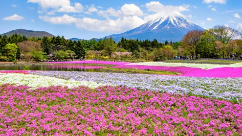 芝桜, 山梨県 (© DoctorEgg/Getty images)