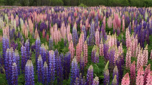 Blooming lupines in Newfoundland (© Nature, Parks/Outdoor/Shutterstock)