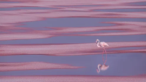 Flamant rose, Aigues-Mortes (© EyeEm Mobile GmbH/Getty Images Plus)