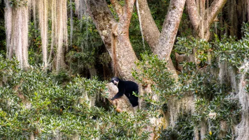 Spectacled bear resting in tree, Ecuador (© Andy Rouse/Nature Picture Library)