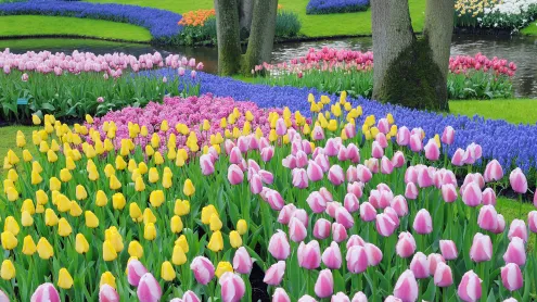Grape hyacinths and tulips, Keukenhof Gardens, Lisse, Netherlands (© Martin Ruegner/Getty Images)