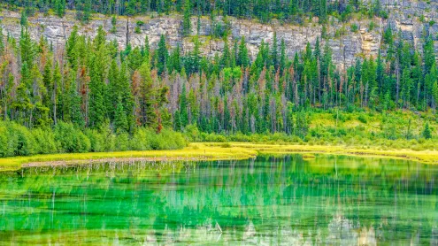 Small lake and marsh in Jasper National Park in Alberta, Canada (© Don White/Getty Images)