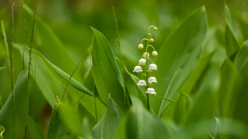 Brin de muguet, Ukraine (© tomch/Getty Images Plus)