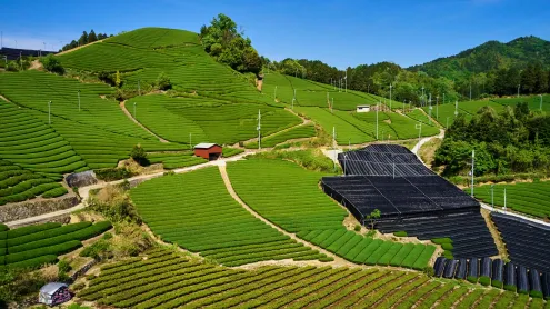 和束の茶畑, 京都府 和束町 (© Tuul and Bruno Morandi/Alamy)
