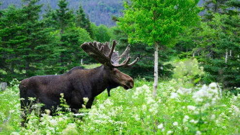 A majestic bull moose foraging through the green undergrowth, Quebec (© pchoui/Getty Images)