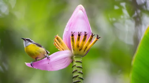 Cambacica pousada em uma flor de bananeira, Ubatuba, São Paulo (© Alex Saberi/Getty Images)