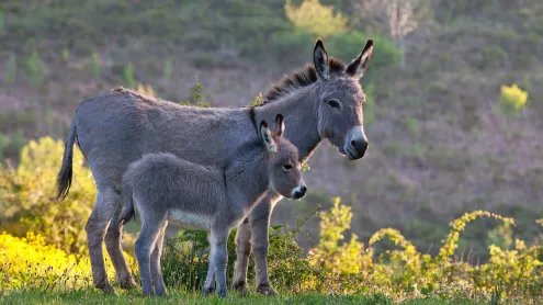 Sardinian donkey mare and foal, France (© Klein & Hubert/Nature Picture Library)