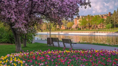Tulips and cherry blossoms at the Rideau Canal, Ottawa, Ontario (© J Duquette/Getty Images)