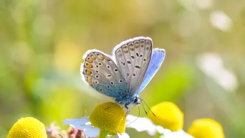 Argus‑Bläuling auf einer Blüte (© Remus86/Getty Images)