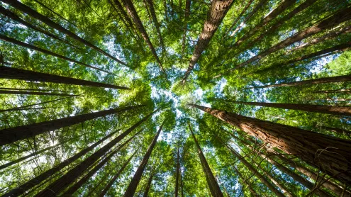 Cielo entre pinos (© Synoptics/Getty Images)
