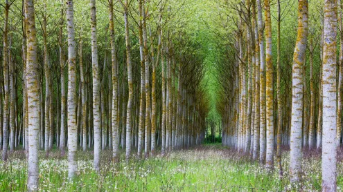 Forêt de bouleaux, Bourgogne (© Wenphotos/Alamy)