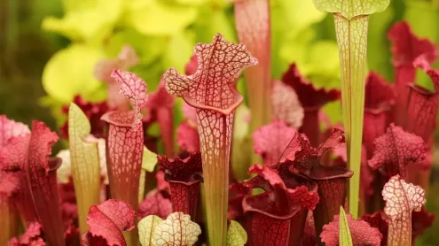 Carnivorous red and green pitcher plants at the Chelsea Flower Show (© Jillian Cain Photography/Shutterstock)