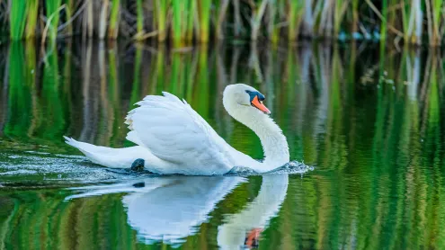 A mute swan reflected on tranquil waters (© Don White/Getty Images)