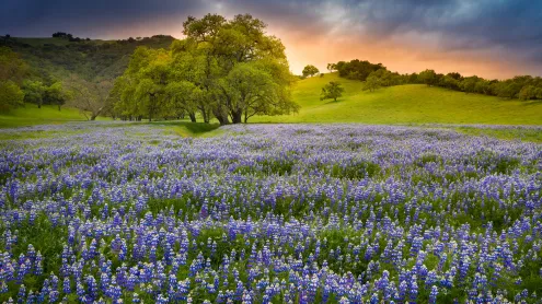 Lupine flowers in bloom, Northern California (© Jeffrey Lewis/Tandem Stills + Motion)
