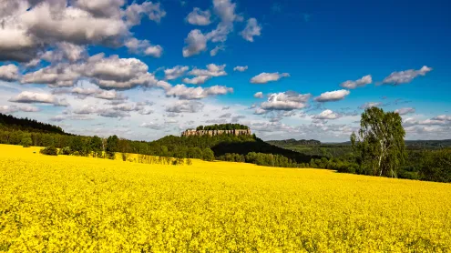 Rapsfelder vor der Festung Königstein, Sächsische Schweiz, Sachsen (© Frank Bienewald/Getty Images)