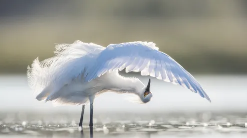 Snowy egret preening, central Florida, USA (© Donald M. Jones/Minden Pictures)
