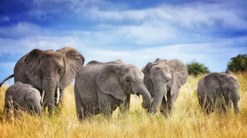 A family of African elephants in Tarangire National Park, Tanzania (© Vicki Jauron, Babylon and Beyond Photography/Getty Images)