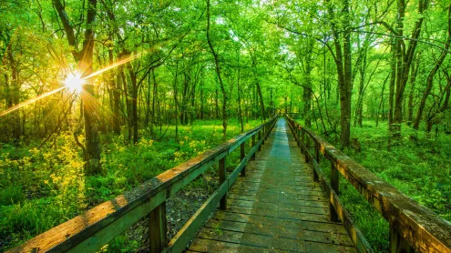 Natchez Trace Parkway, Tupelo, Mississippi, USA (© The best photo is earned/Getty Images Plus)