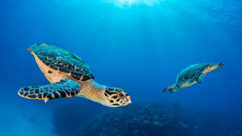 Hawksbill sea turtle pair near Seven Mile Beach, Grand Cayman, Cayman Islands (© Alex Mustard/Nature Picture Library)