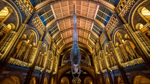 Blue whale skeleton in the Natural History Museum, London, England (© Bailey-Cooper Photography/Alamy)