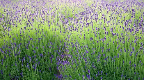 ラベンダー畑, 北海道 中富良野町 (© Weiheng Pan/Getty Images Plus)
