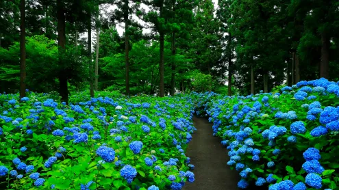あじさいの花房, 岩手県 奥州市 (© nattya3714/Getty Images)