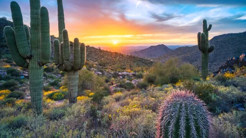 Saguaro cacti near Windgate Pass, McDowell Range, Arizona, USA (© Eric Mischke/Getty Images)