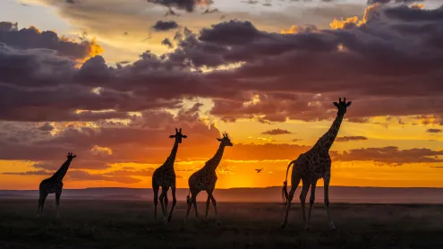 Giraffes at sunset in the Masai Mara National Reserve, Kenya (© danm/Getty Images)
