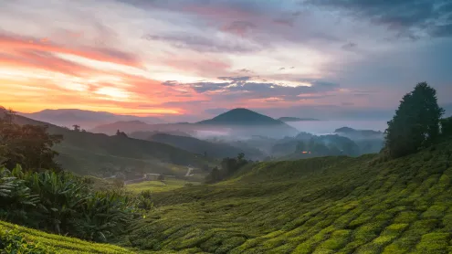 Cameron Highlands tea plantation, Malaysia (© alex cheong/Getty Images)