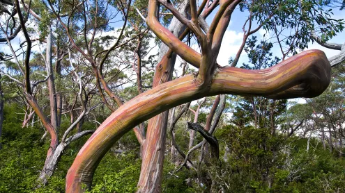 Tasmanian snow gum trees, Mount Field National Park, Tasmania, Australia (© Ignacio Palacios/Getty Images)