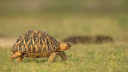 Indian star tortoise, Sri Lanka (© Robin Chittenden/Minden Pictures)
