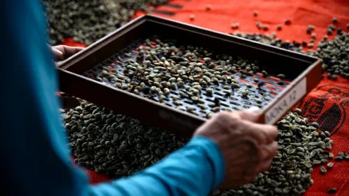 Um trabalhador peneira grãos de café na fazenda de café Camocim em Domingos Martins, Espírito Santo (© Carl de Souza/Getty Images)