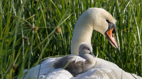 Mute swan mother and cygnet, Stanpit Marsh, England (© LecartPhotos/Alamy Stock Photo)