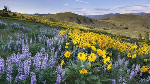 Balsamroot and lupines, Methow Valley, North Cascades, Washington (© Alan Majchrowicz/Getty Images)