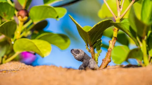 Bébé tortue olivâtre quittant le nid pour rejoindre l'océan, plage de Remire-Montjoly, Cayenne, Guyanne (© Brusini Aurélien/hemis.fr)