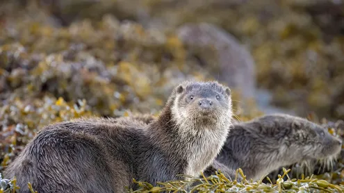 Eurasian otters, Loch Spelve, Isle of Mull, Scotland (© Neil Henderson/Alamy)