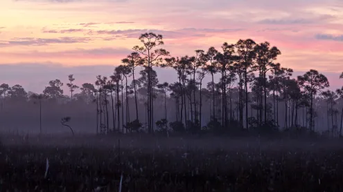 A stand of slash pines and sawgrass prairie, Everglades National Park, Florida (© Jonathan Gewirtz/Tandem Stills + Motion)