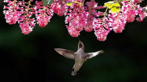 Female Anna's hummingbird, Canada (© Devonyu/iStock/Getty Images)
