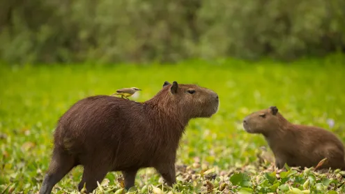 Capivara, o maior roedor do mundo, na margem de um rio no Pantanal (© Joe McDonald/Getty Images)