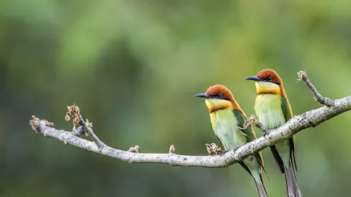 Chestnut-headed bee-eaters, Bardia National Park, Nepal (© PACO COMO/Shutterstock)