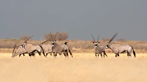 Southern gemsbok in the savanna, Botswana (© Karine Aigner/Tandem Stills + Motion)