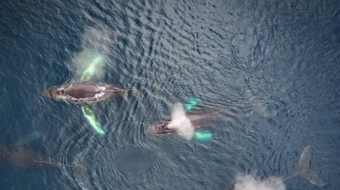 Family of humpback whales, Dutch Harbor, Alaska (© Jude Newkirk/Amazing Aerial Agency)