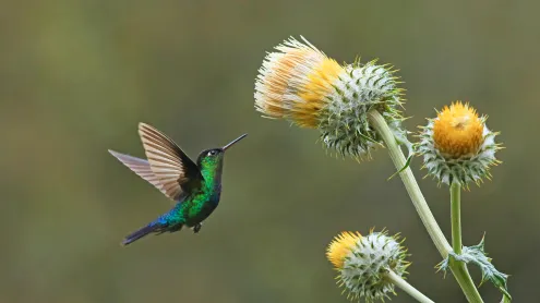 Green-crowned brilliant hummingbird with giant thistle, Cerro de la Muerte, Costa Rica (© adrian hepworth/Alamy)
