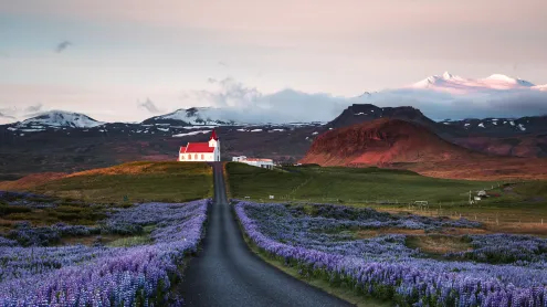 Lupine fields and church at sunrise, Snæfellsnes Peninsula, Iceland (© Matteo Colombo/Getty Images)
