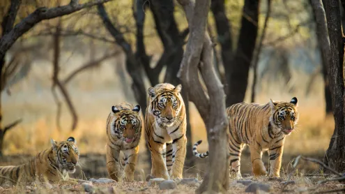 Tiger family a stroll one early morning at Ranthambhore National Park, Rajasthan, India (© Archna Singh/Shutterstock)