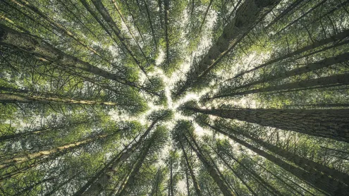 Vista di alberi nel bosco Reggio Calabria, Italia (© Roberto Martini/Getty Images)