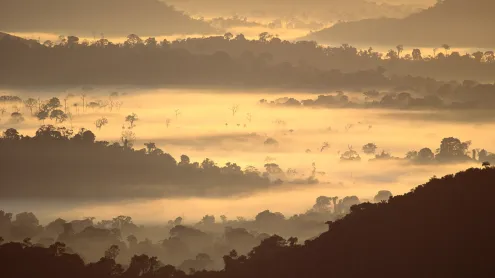 Amazon rainforest, Brazil (© Claus Meyer/plainpicture)