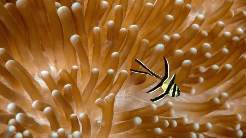 Juvenile Banggai cardinalfish with sea anemone, Lembeh Strait, North Sulawesi, Indonesia (© Constantinos Petrinos/NPL/Minden Pictures)