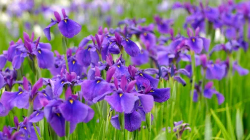 菖蒲, 山形県 長井市 (© gyro/Getty Images)